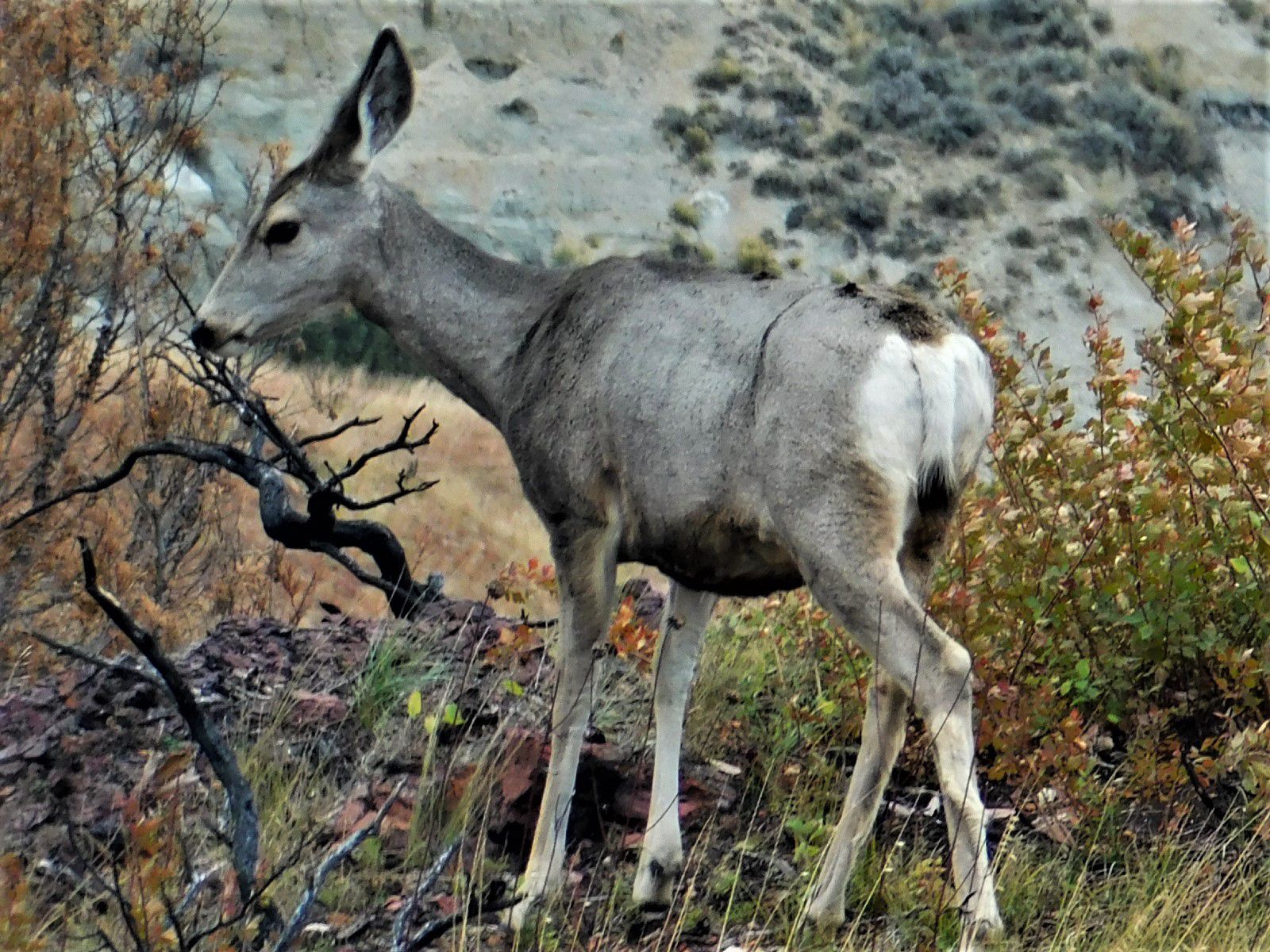 Deer